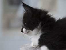 Wildfee's Norwegische Waldkatzen Wildfee's Siri Swana - 6 Wochen alt