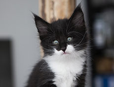 Wildfee's Norwegische Waldkatzen Wildfee's Siri Swana - 6 Wochen alt alt
