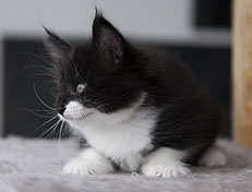 Wildfee's Norwegische Waldkatzen Wildfee's Siri Swana - 6 Wochen alt alt