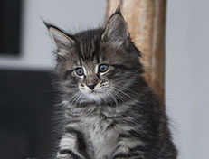 Wildfee's Norwegische Waldkatzen Wildfee's Solgunn - 6 Wochen alt