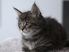 Wildfee's Norwegische Waldkatzen Wildfee's Solgunn - 6 Wochen alt