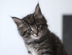 Wildfee's Norwegische Waldkatzen Wildfee's Solgunn - 6 Wochen alt alt