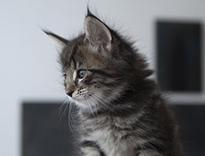 Wildfee's Norwegische Waldkatzen Wildfee's Solgunn - 6 Wochen alt alt