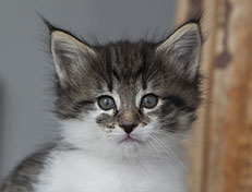 Wildfee's Norwegische Waldkatzen Wildfee's Solveig - 6 Wochen alt