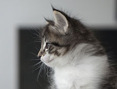 Wildfee's Norwegische Waldkatzen Wildfee's Solveig - 6 Wochen alt