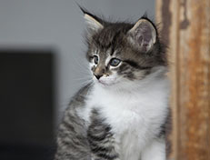 Wildfee's Norwegische Waldkatzen Wildfee's Solveig - 6 Wochen alt alt