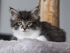 Wildfee's Norwegische Waldkatzen Wildfee's Sylvie - 6 Wochen alt