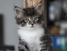 Wildfee's Norwegische Waldkatzen Wildfee's Sylvie - 6 Wochen alt
