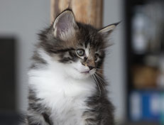 Wildfee's Norwegische Waldkatzen Wildfee's Sylvie - 6 Wochen alt alt