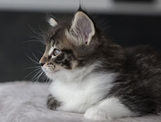 Wildfee's Norwegische Waldkatzen Wildfee's Sylvie - 6 Wochen alt alt