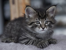 Wildfee's Norwegische Waldkatzen Wildfee's Synofee - 6 Wochen alt