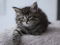 Wildfee's Norwegische Waldkatzen Wildfee's Synofee - 6 Wochen alt