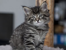 Wildfee's Norwegische Waldkatzen Wildfee's Synofee - 6 Wochen alt alt
