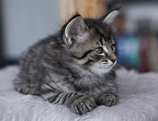 Wildfee's Norwegische Waldkatzen Wildfee's Synofee - 6 Wochen alt alt
