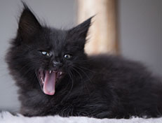 Wildfee's Norwegische Waldkatzen Wildfee's Salem Saberhagen - 8 Wochen alt alt