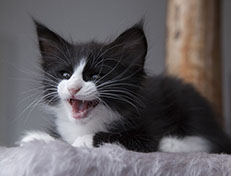 Wildfee's Norwegische Waldkatzen Wildfee's Samson - 8 Wochen alt