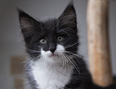 Wildfee's Norwegische Waldkatzen Wildfee's Siri Swana - 8 Wochen alt