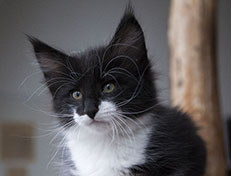 Wildfee's Norwegische Waldkatzen Wildfee's Siri Swana - 8 Wochen alt