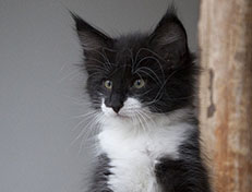 Wildfee's Norwegische Waldkatzen Wildfee's Siri Swana - 8 Wochen alt alt