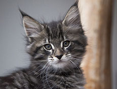 Wildfee's Norwegische Waldkatzen Wildfee's Solgunn - 8 Wochen alt