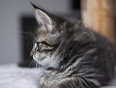 Wildfee's Norwegische Waldkatzen Wildfee's Solgunn - 8 Wochen alt