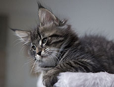 Wildfee's Norwegische Waldkatzen Wildfee's Solgunn - 8 Wochen alt alt