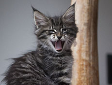 Wildfee's Norwegische Waldkatzen Wildfee's Solgunn - 8 Wochen alt alt