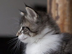 Wildfee's Norwegische Waldkatzen Wildfee's Solveig - 8 Wochen alt