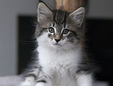 Wildfee's Norwegische Waldkatzen Wildfee's Solveig - 8 Wochen alt