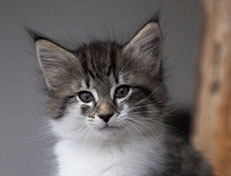 Wildfee's Norwegische Waldkatzen Wildfee's Solveig - 8 Wochen alt alt