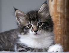 Wildfee's Norwegische Waldkatzen Wildfee's Sylvie - 8 Wochen alt