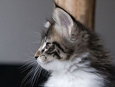 Wildfee's Norwegische Waldkatzen Wildfee's Sylvie - 8 Wochen alt