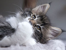 Wildfee's Norwegische Waldkatzen Wildfee's Sylvie - 8 Wochen alt alt