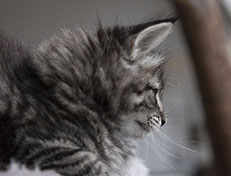 Wildfee's Norwegische Waldkatzen Wildfee's Synofee - 8 Wochen alt