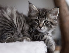 Wildfee's Norwegische Waldkatzen Wildfee's Synofee - 8 Wochen alt alt