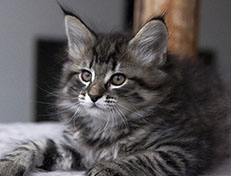 Wildfee's Norwegische Waldkatzen Wildfee's Synofee - 8 Wochen alt alt