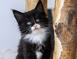 Wildfee's Norwegische Waldkatzen Wildfee's Salma - 7 Wochen alt