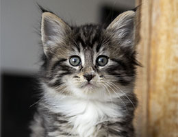Wildfee's Norwegische Waldkatzen Wildfee's Serenay - 7 Wochen alt