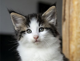 Wildfee's Norwegische Waldkatzen Wildfee's Soron - 7 Wochen alt