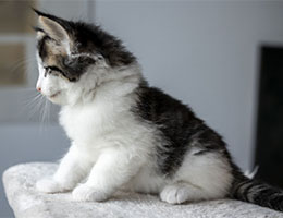 Wildfee's Norwegische Waldkatzen Wildfee's Soron - 7 Wochen alt