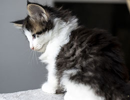Wildfee's Norwegische Waldkatzen Wildfee's Stannis - 7 Wochen alt