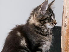 Wildfee's Norwegische Waldkatzen Wildfee's Tia Dalma - 14 Wochen alt