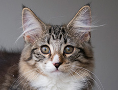 Wildfee's Norwegische Waldkatzen Wildfee's Tinella - 14 Wochen alt