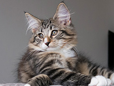 Wildfee's Norwegische Waldkatzen Wildfee's Tinella - 14 Wochen alt