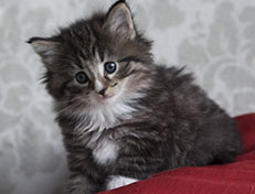 Wildfee's Norwegische Waldkatzen Wildfee's Tinella - 5 Wochen alt