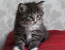Wildfee's Norwegische Waldkatzen Wildfee's Tinella - 5 Wochen alt