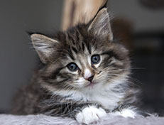 Wildfee's Norwegische Waldkatzen Wildfee's Tinella - 6 Wochen alt