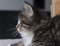 Wildfee's Norwegische Waldkatzen Wildfee's Tinella - 6 Wochen alt