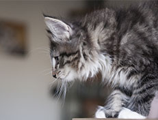 Wildfee's Norwegische Waldkatzen Wildfee's Tinella - 9 Wochen alt