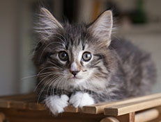 Wildfee's Norwegische Waldkatzen Wildfee's Tinella - 9 Wochen alt